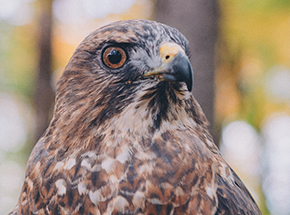 Whistler Broad-winged Hawk