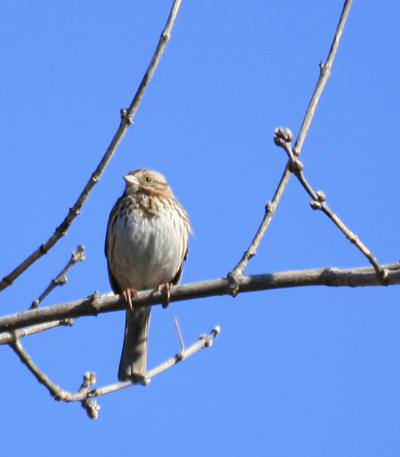Song sparrow