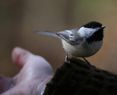 Chickadee on Lyndas hand.