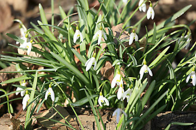 Snowdrops