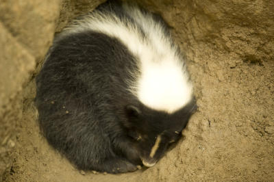Skunk in ditch