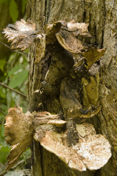 Fungus on tree