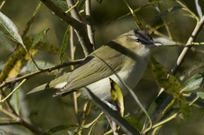 Red-eyed Vireo