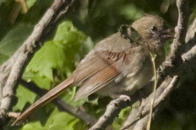 Cardinal juvenile