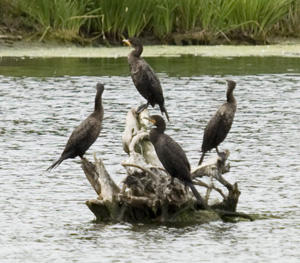 Cormornats on Tree