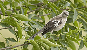 Northern Mockingbird