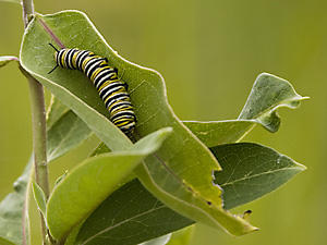 Monarch Caterpillar