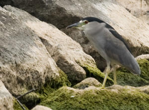 Black-crowned Night Heron Adult