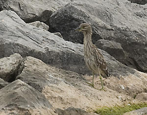 Black-crowned Night Heron Juvenile