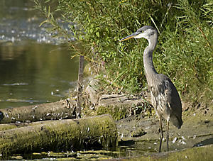 Great Blue Heron