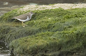 Spotted Sandpiper