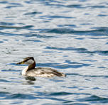 Red-necked Grebe