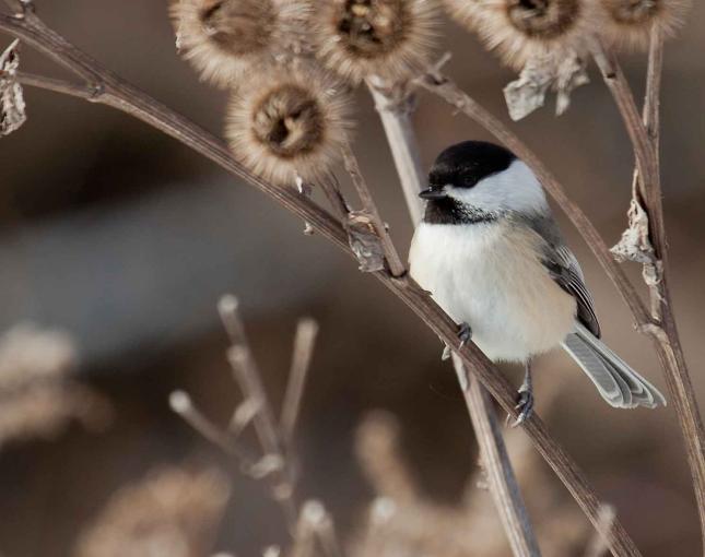 Black-capped Chickadee Chickadee