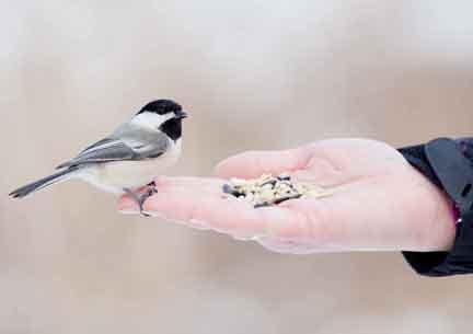 Hand feeding a Chickadee Hand feeding a Chickadee