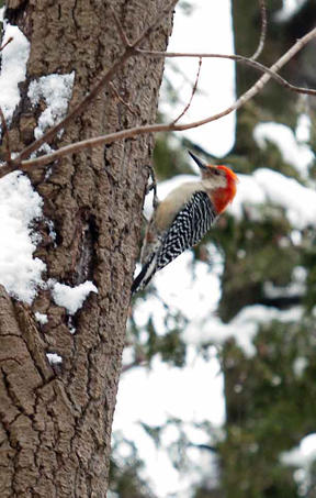 Red-bellied Woodpecker Red-bellied Woodpecker