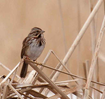 Song Sparrow Song Sparrow