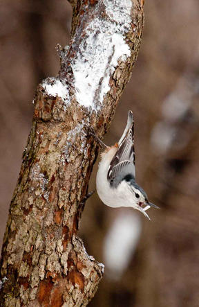 White-breasted Nuthatch White-breasted Nuthatch