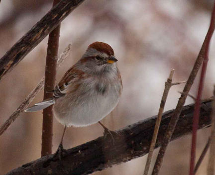 American Tree Sparrow American Tree Sparrow