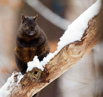 Squirrel Squirrel