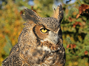 Einstein Great-horned OWl