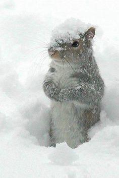 Gray Squirrel in Snow