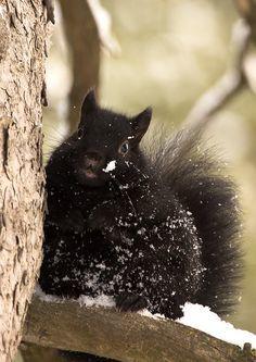 Black Squirrel in Snow