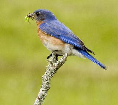 Bluebird at Caden Alvar