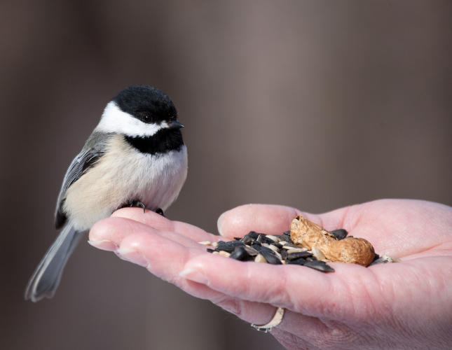 Hand Feeding Black-capped Chickadees Hand Feeding Black-capped Chickadees