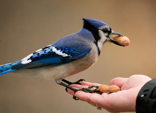 Hand Feeding Blue Jays Hand Feeding Blue Jays