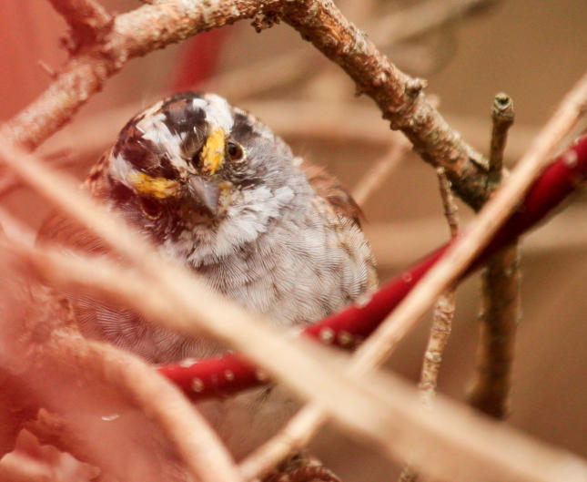White-throated Sparrow White-throated Sparrow