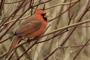 Northern Cardinal Northern Cardinal