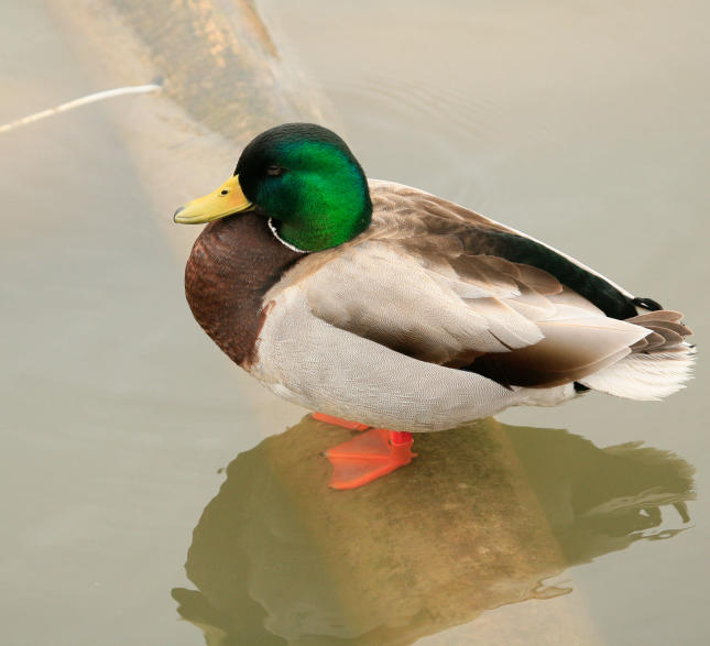 Mallard Duck Mallard Duck
