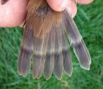 FaultBarInTail